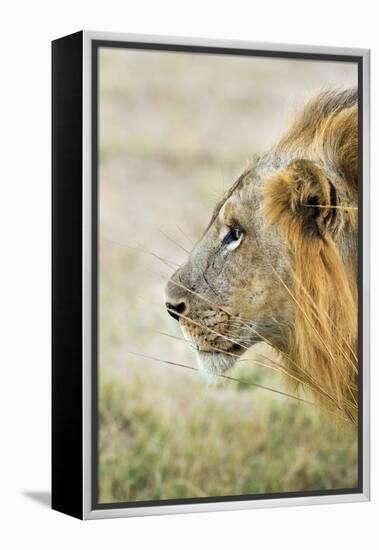 African Lion (Panthera Leo), Zambia, Africa-Janette Hill-Framed Premier Image Canvas