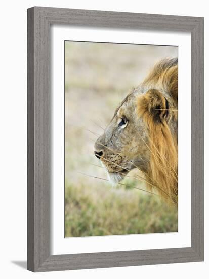 African Lion (Panthera Leo), Zambia, Africa-Janette Hill-Framed Photographic Print