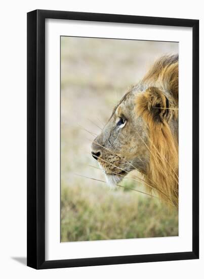 African Lion (Panthera Leo), Zambia, Africa-Janette Hill-Framed Photographic Print