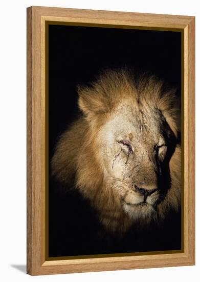 African Lion (Panthera Leo), Zambia, Africa-Janette Hill-Framed Premier Image Canvas