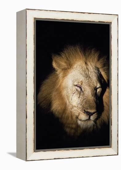 African Lion (Panthera Leo), Zambia, Africa-Janette Hill-Framed Premier Image Canvas