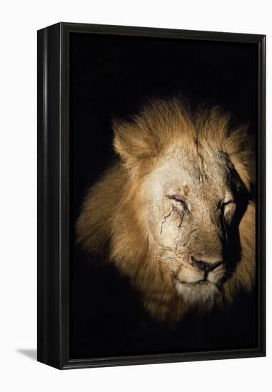 African Lion (Panthera Leo), Zambia, Africa-Janette Hill-Framed Premier Image Canvas