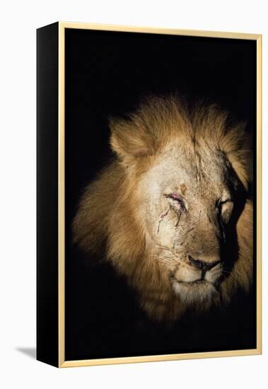 African Lion (Panthera Leo), Zambia, Africa-Janette Hill-Framed Premier Image Canvas