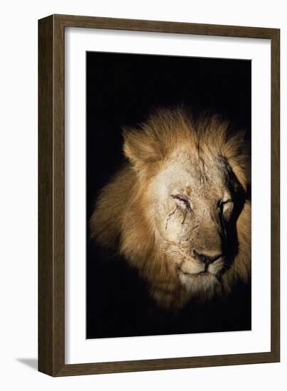 African Lion (Panthera Leo), Zambia, Africa-Janette Hill-Framed Photographic Print