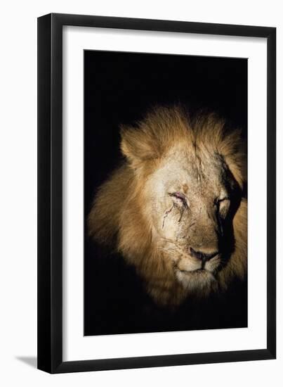 African Lion (Panthera Leo), Zambia, Africa-Janette Hill-Framed Photographic Print