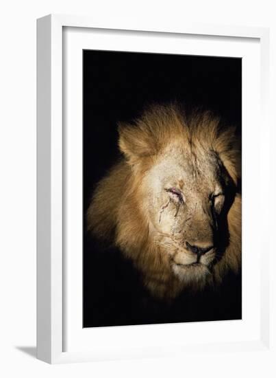 African Lion (Panthera Leo), Zambia, Africa-Janette Hill-Framed Photographic Print