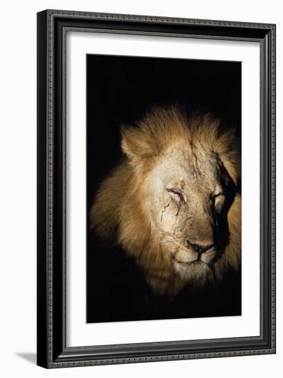 African Lion (Panthera Leo), Zambia, Africa-Janette Hill-Framed Photographic Print