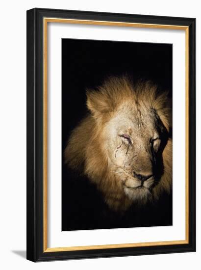 African Lion (Panthera Leo), Zambia, Africa-Janette Hill-Framed Photographic Print