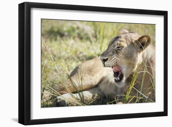 African Lion (Panthera Leo), Zambia, Africa-Janette Hill-Framed Photographic Print