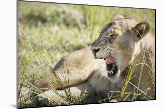 African Lion (Panthera Leo), Zambia, Africa-Janette Hill-Mounted Photographic Print