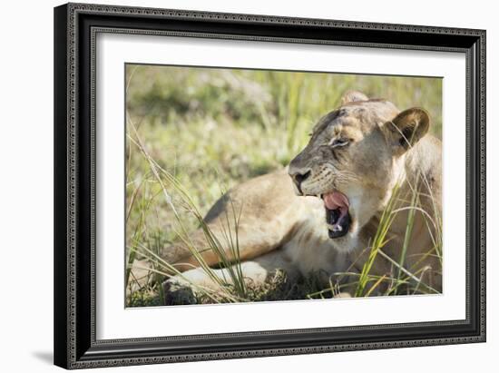 African Lion (Panthera Leo), Zambia, Africa-Janette Hill-Framed Photographic Print