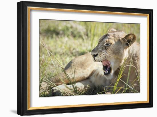 African Lion (Panthera Leo), Zambia, Africa-Janette Hill-Framed Photographic Print