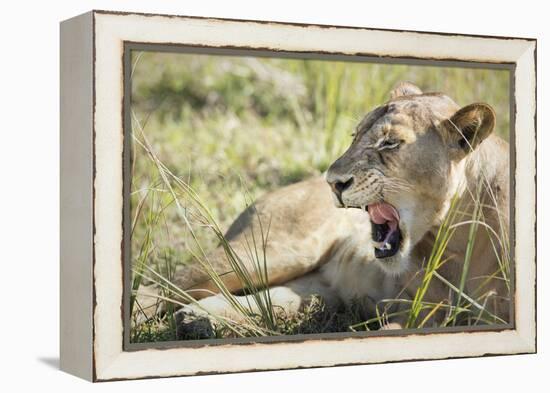 African Lion (Panthera Leo), Zambia, Africa-Janette Hill-Framed Premier Image Canvas