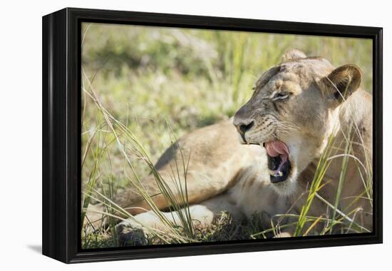 African Lion (Panthera Leo), Zambia, Africa-Janette Hill-Framed Premier Image Canvas