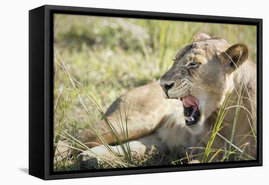 African Lion (Panthera Leo), Zambia, Africa-Janette Hill-Framed Premier Image Canvas