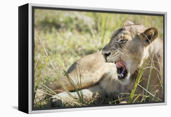 African Lion (Panthera Leo), Zambia, Africa-Janette Hill-Framed Premier Image Canvas