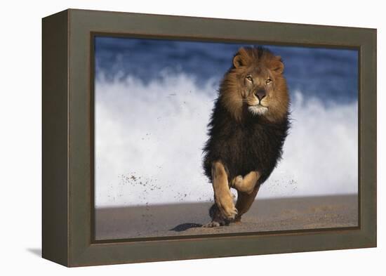 African Lion Running on Beach-DLILLC-Framed Premier Image Canvas