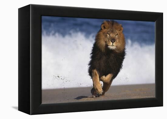 African Lion Running on Beach-DLILLC-Framed Premier Image Canvas