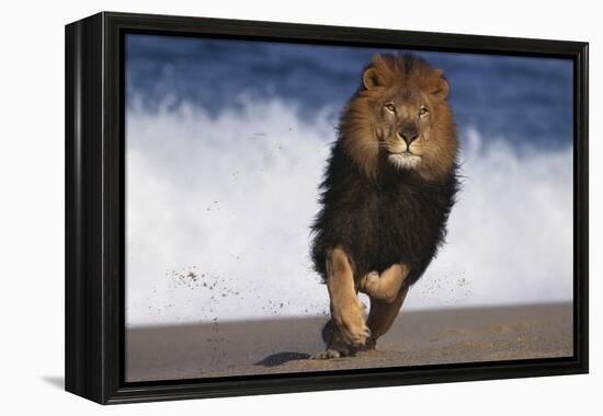 African Lion Running on Beach-DLILLC-Framed Premier Image Canvas