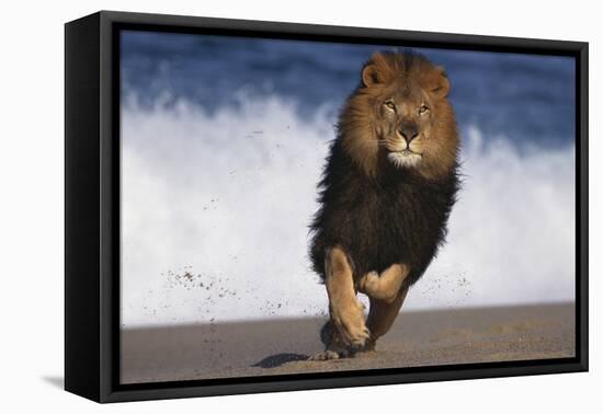 African Lion Running on Beach-DLILLC-Framed Premier Image Canvas