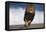 African Lion Running on Beach-DLILLC-Framed Premier Image Canvas