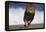 African Lion Running on Beach-DLILLC-Framed Premier Image Canvas