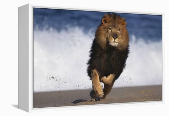 African Lion Running on Beach-DLILLC-Framed Premier Image Canvas