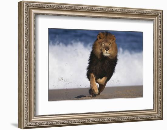 African Lion Running on Beach-DLILLC-Framed Photographic Print