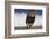 African Lion Running on Beach-DLILLC-Framed Photographic Print