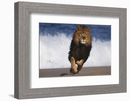 African Lion Running on Beach-DLILLC-Framed Photographic Print