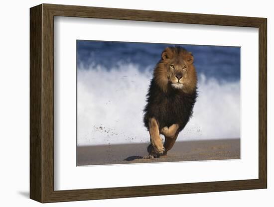 African Lion Running on Beach-DLILLC-Framed Photographic Print