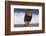 African Lion Running on Beach-DLILLC-Framed Photographic Print