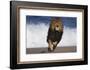 African Lion Running on Beach-DLILLC-Framed Photographic Print