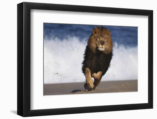 African Lion Running on Beach-DLILLC-Framed Photographic Print