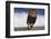 African Lion Running on Beach-DLILLC-Framed Photographic Print