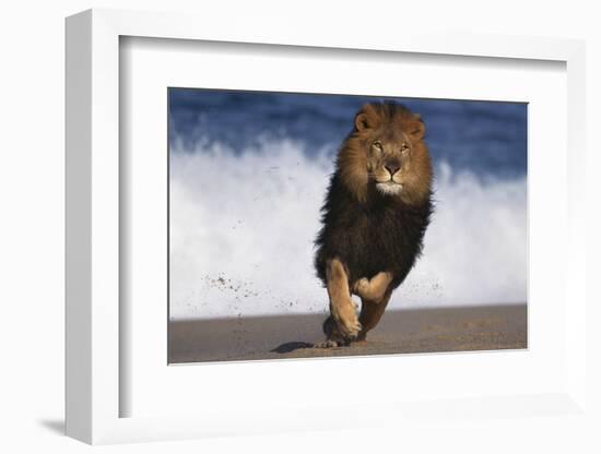 African Lion Running on Beach-DLILLC-Framed Photographic Print