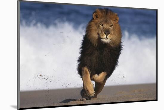 African Lion Running on Beach-DLILLC-Mounted Photographic Print