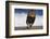 African Lion Running on Beach-DLILLC-Framed Photographic Print