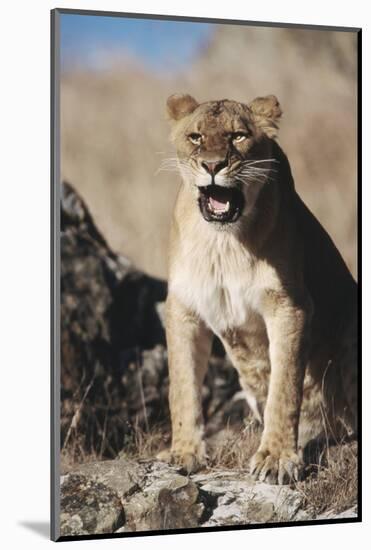 African Lion Sitting and Mouth Open-Stuart Westmorland-Mounted Photographic Print