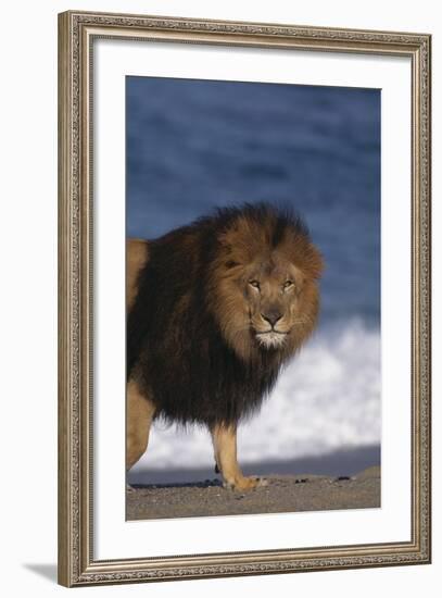 African Lion Standing on Beach-DLILLC-Framed Photographic Print