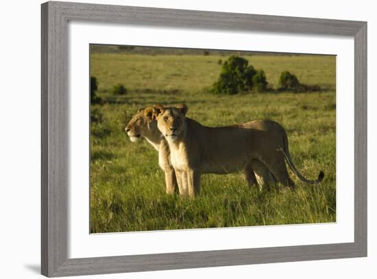 African Lion-Mary Ann McDonald-Framed Photographic Print