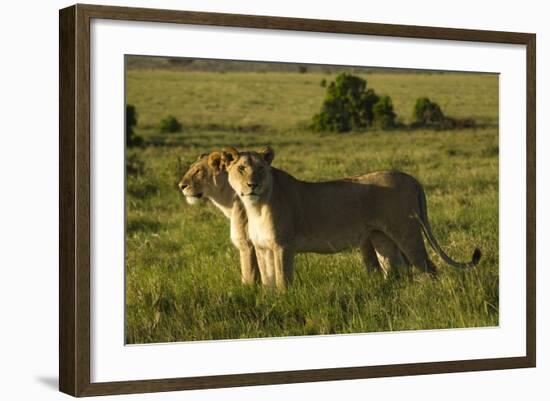 African Lion-Mary Ann McDonald-Framed Photographic Print