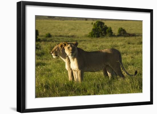 African Lion-Mary Ann McDonald-Framed Photographic Print