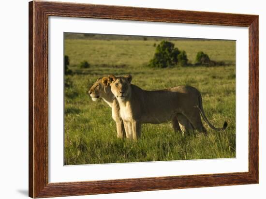 African Lion-Mary Ann McDonald-Framed Photographic Print