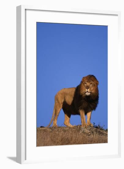 African Lion-DLILLC-Framed Photographic Print