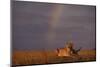 African Lioness and Rainbow-DLILLC-Mounted Photographic Print