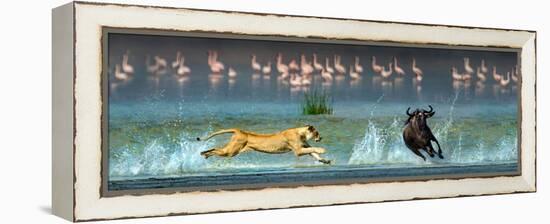 African Lioness (Panthera Leo) Hunting Wildebeests-null-Framed Stretched Canvas