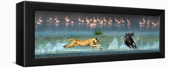 African Lioness (Panthera Leo) Hunting Wildebeests-null-Framed Stretched Canvas