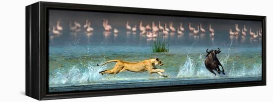 African Lioness (Panthera Leo) Hunting Wildebeests-null-Framed Stretched Canvas