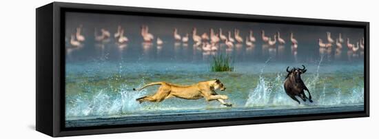 African Lioness (Panthera Leo) Hunting Wildebeests-null-Framed Stretched Canvas